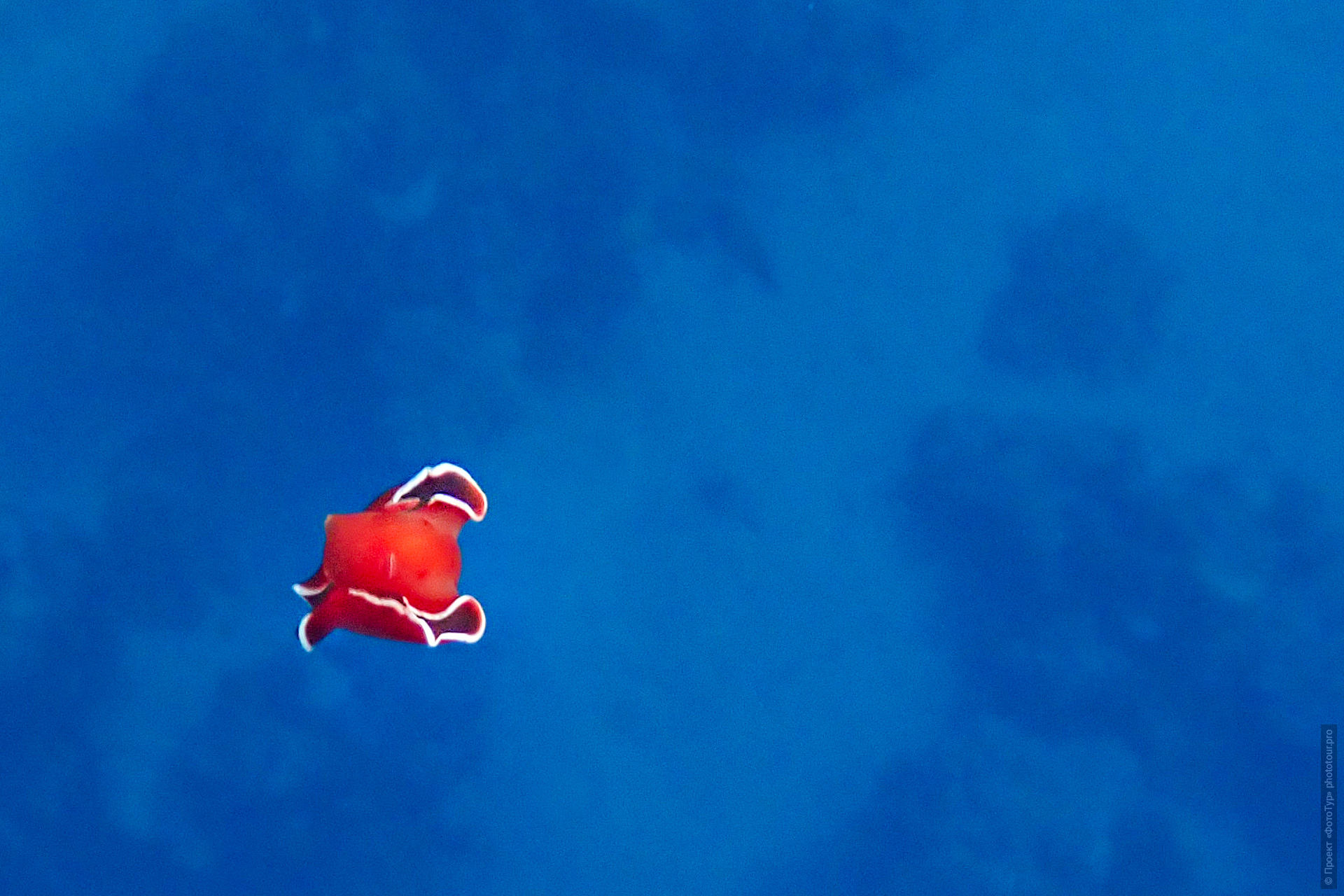 Моллюск испанский танцор, Красное Море, Дахаб, Египет.