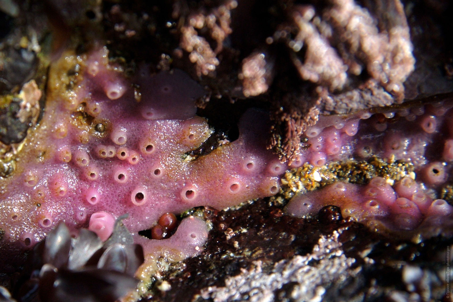 Haliclona sp. — мягкие сиренево-розовые губки.