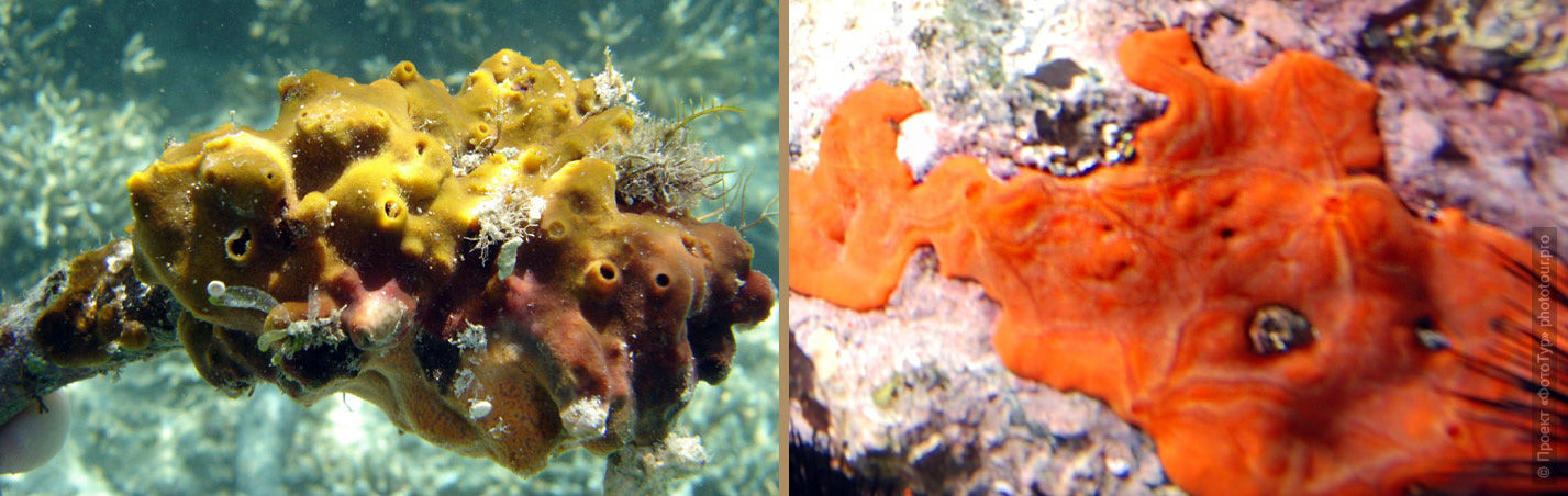 Spirastrella inconstans — жёлтые и оранжевые ковровые губки