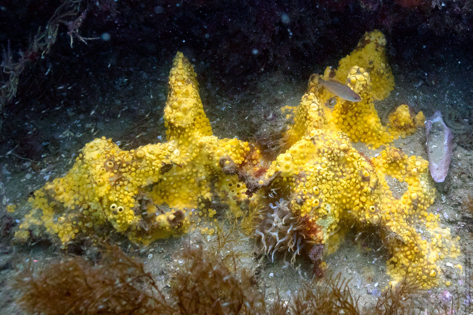 Cliona celata — «бурильщик» в кораллах