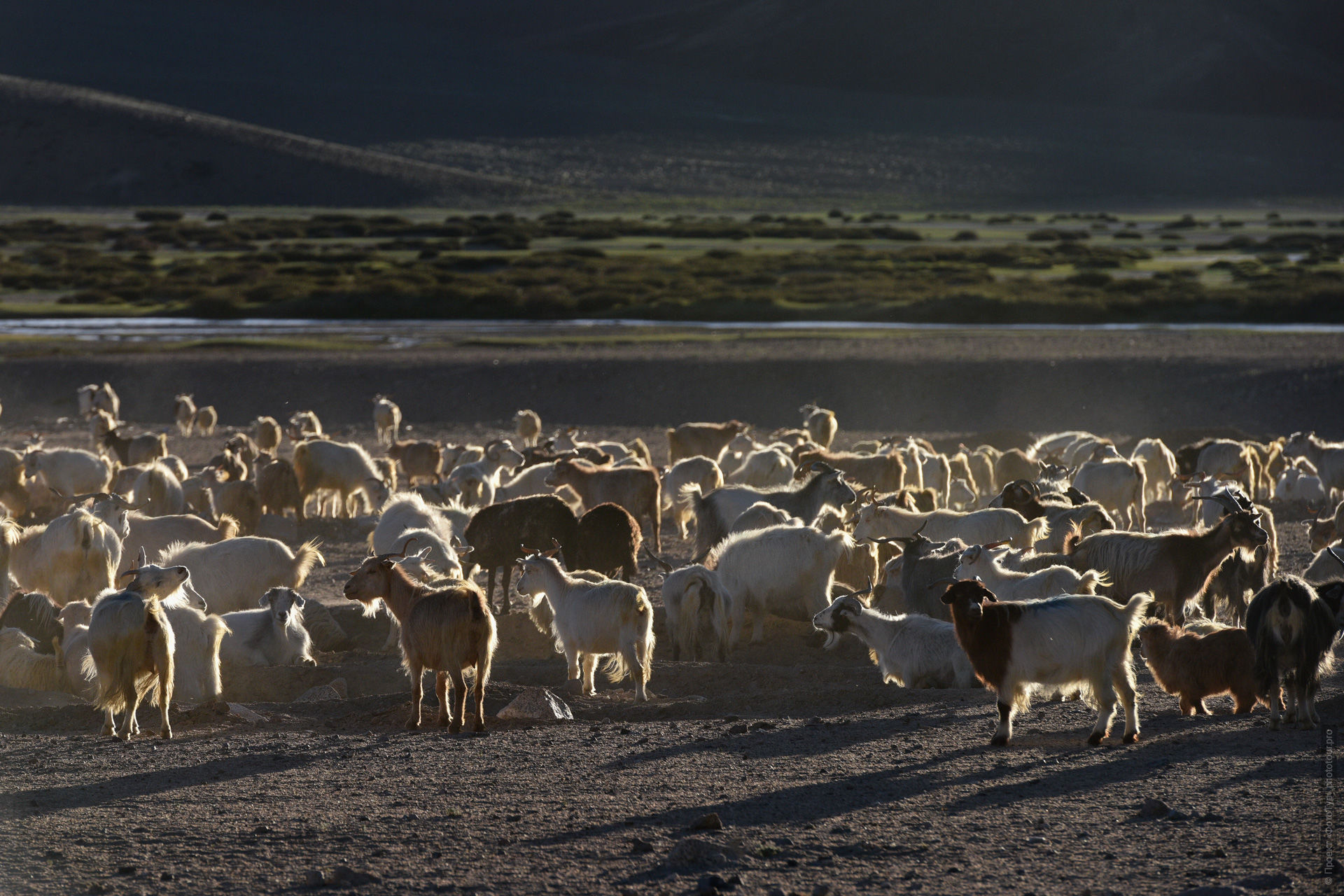 Овцы кочевников Чанг Па, верхнее течение реки Индус, Чантанг, Ладакх.