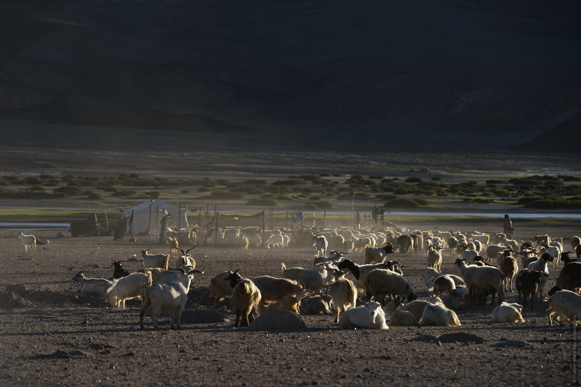 Пашминные овцы, верхнее течение реки Индус, Чантанг, Ладакх.