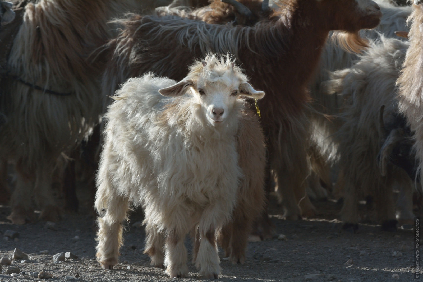 Маленькая овечка из стада кочевников Чонг Па, Ладакх. Туры в Ладакх.