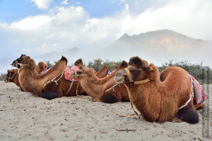 Долина Нубра, сафари на верблюдах.