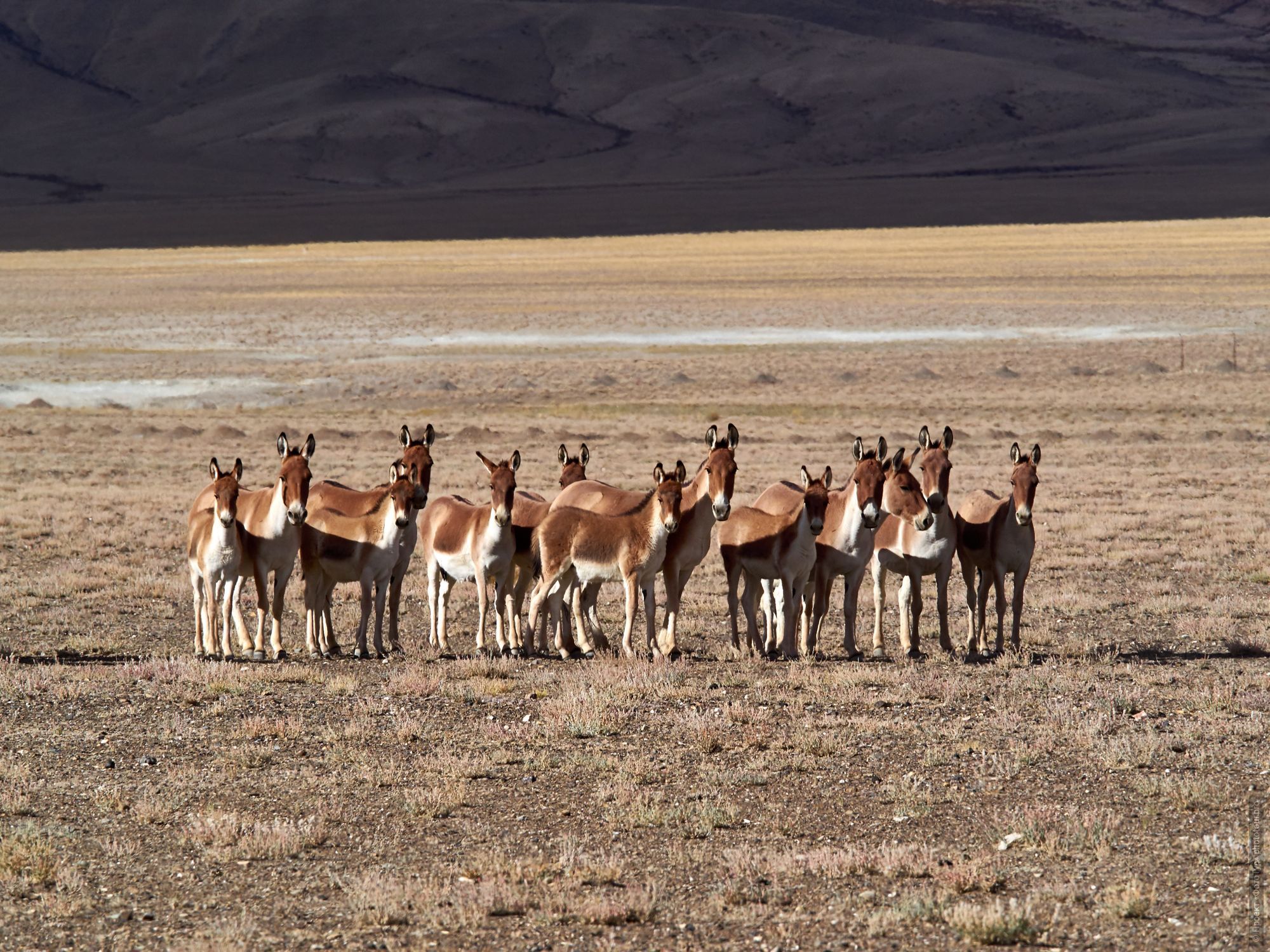 A herd of wild Qyang horses on Lake Tso Kar. Expedition Tibet Lake-2: Pangong, Tso Moriri, Tso Kar, Tso Startsapak, Leh-Manali highway.