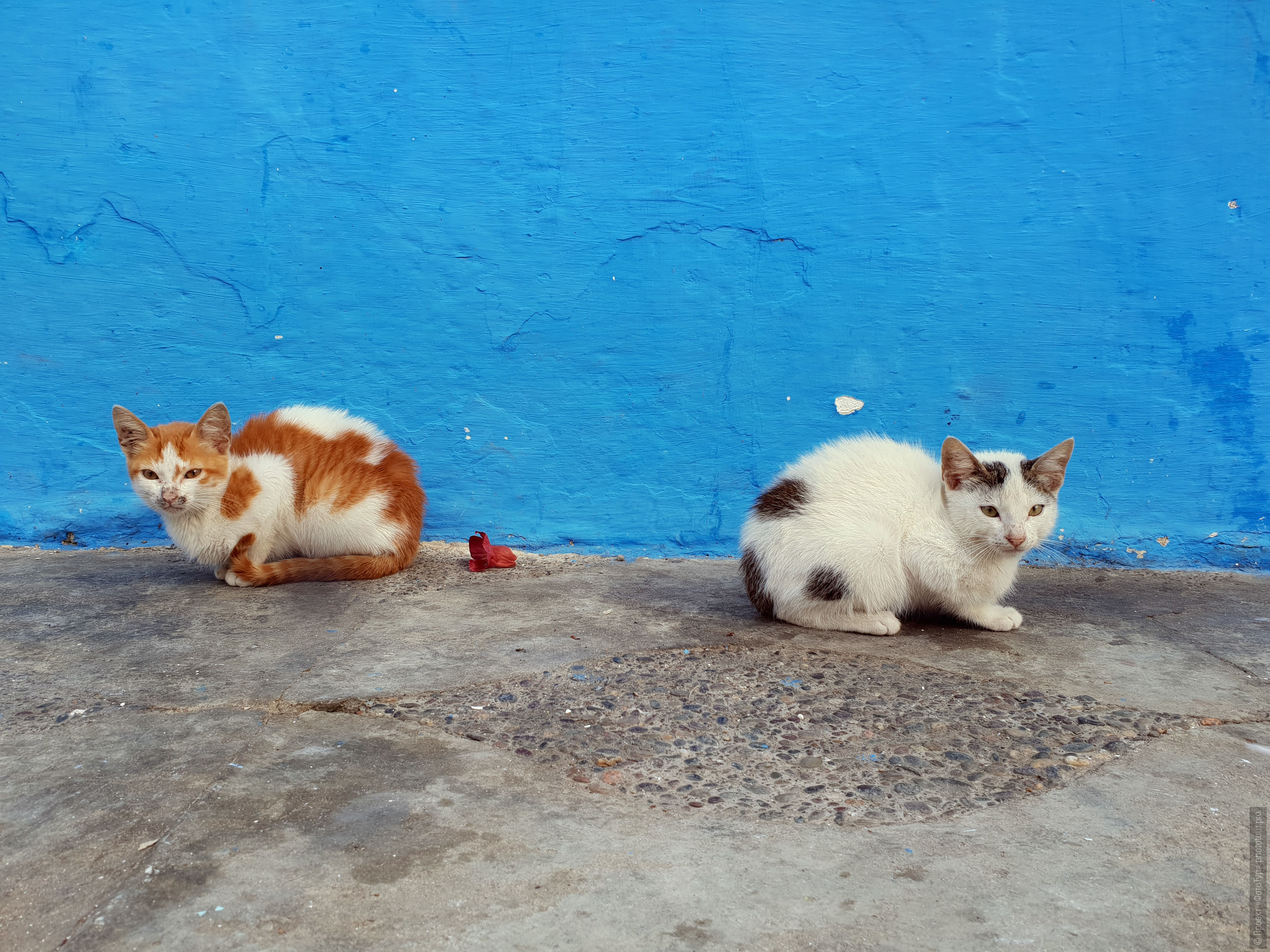 Милые кошечки у стены в Асиле, фототур по Марокко, ноября 2018 года.
