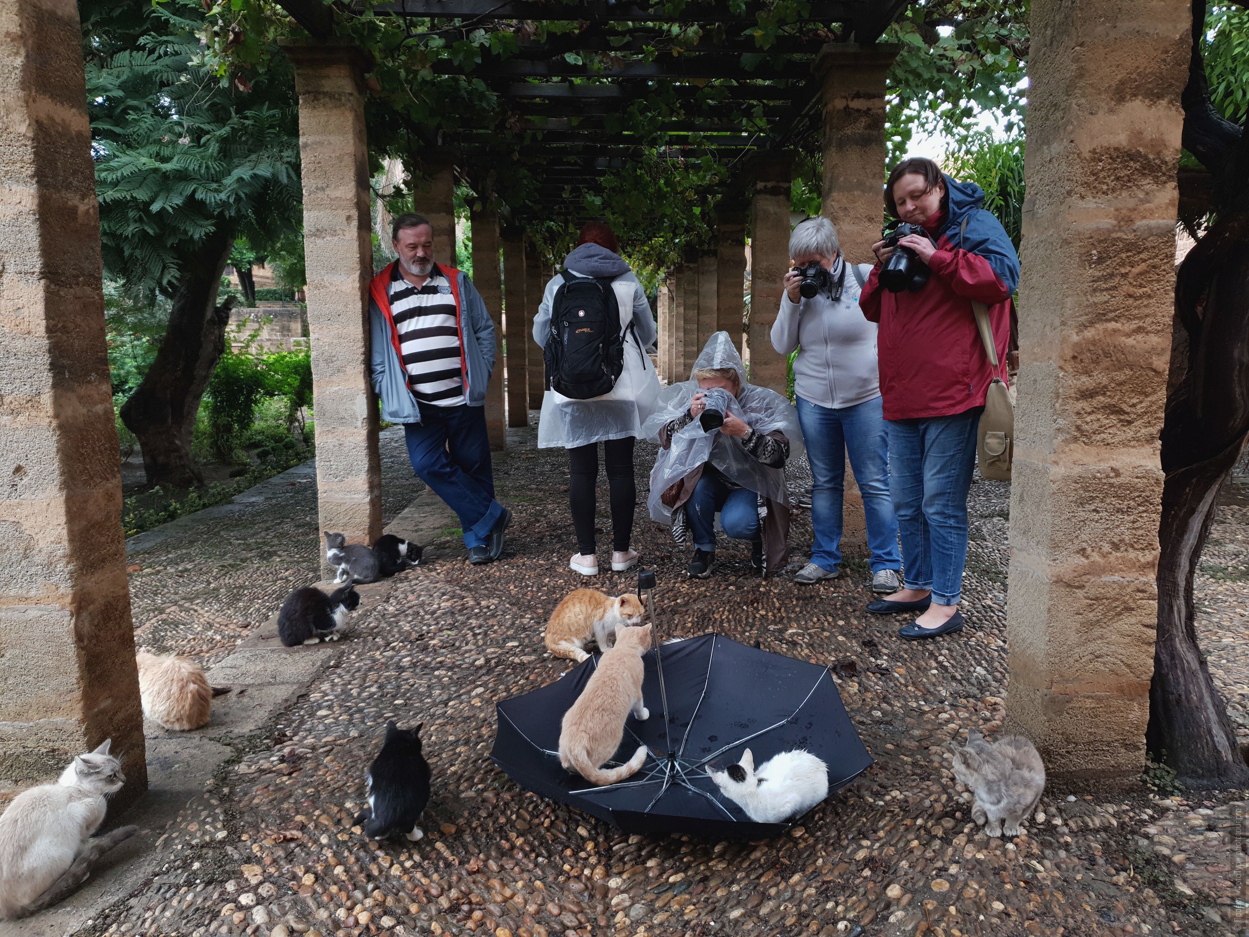 Первая встреча с марокканскими кошками, фототур по Марокко, ноябрь 2018 года.