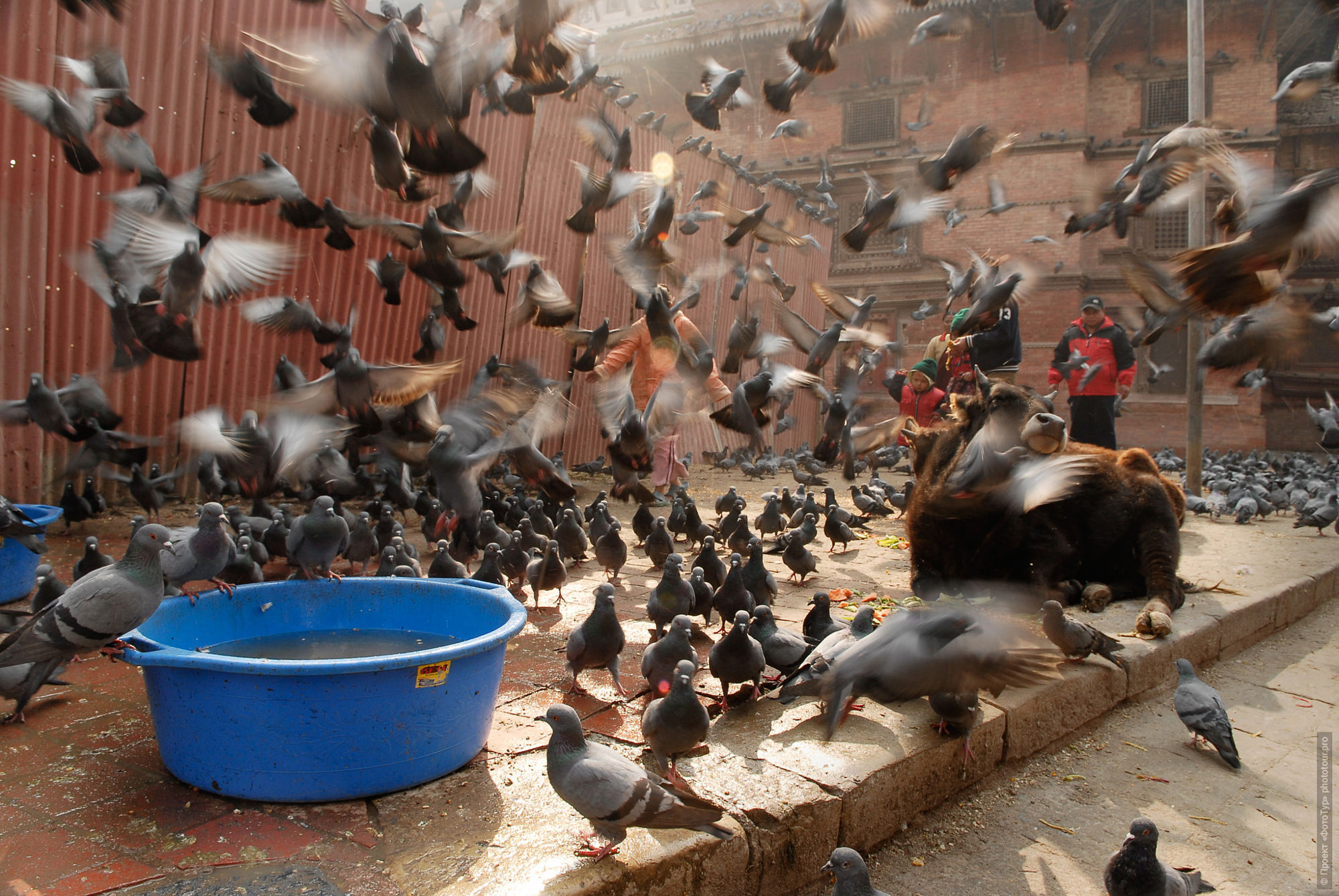Святые голуби на площади Дарбар, Катманду, тур по Непалу, март 2017 года.