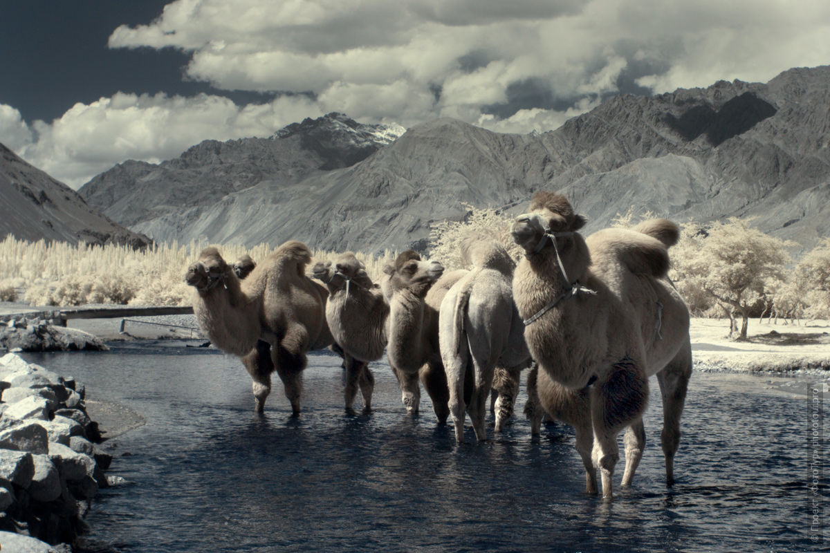 Camels in the Nubra Valley. Expedition Tibet Lake-2: Pangong, Tso Moriri, Tso Kar, Tso Startsapak, Leh-Manali highway.