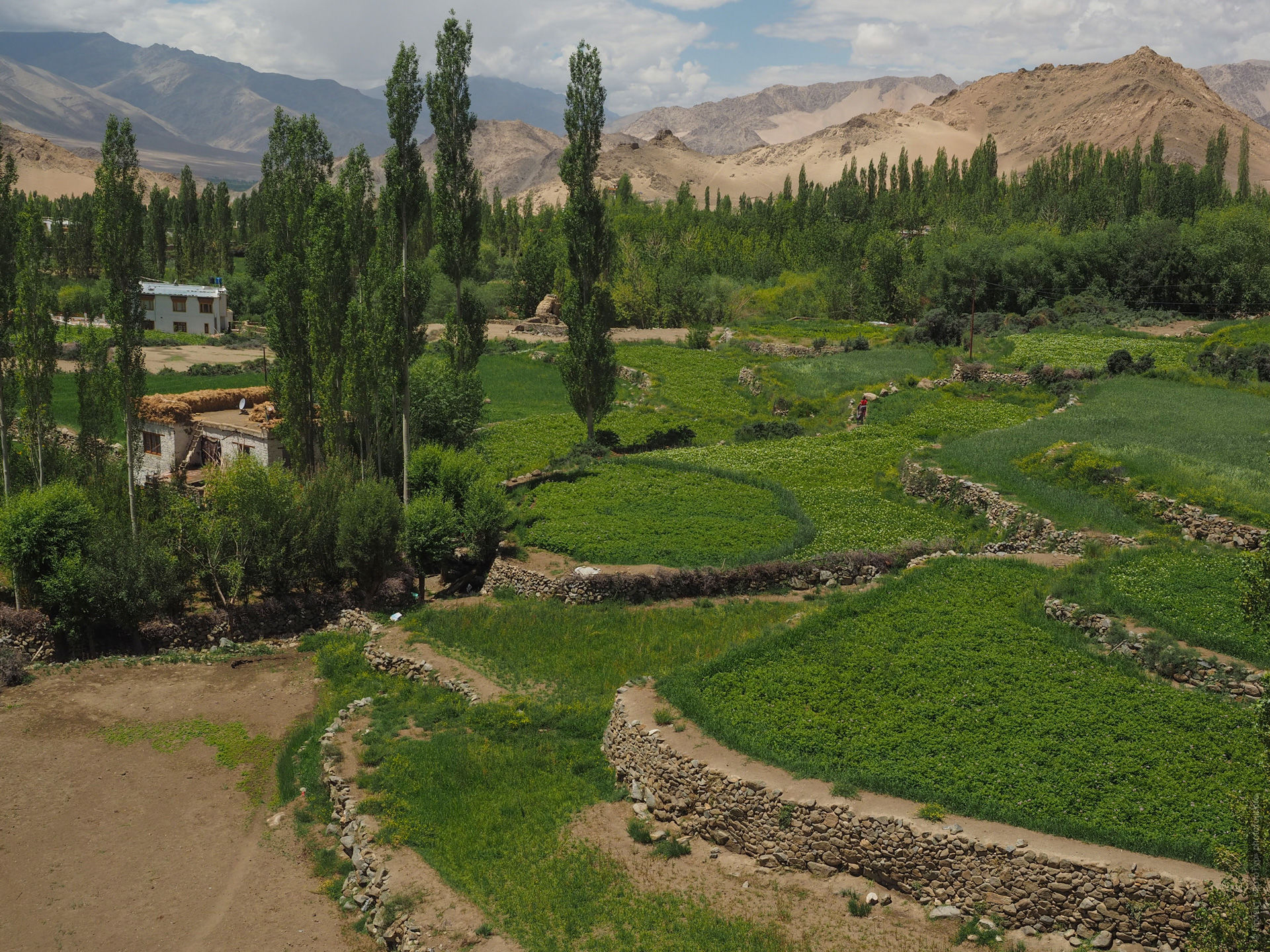 Деревня Сабу, Лех, Ладакх. Йога-тур по Ладакху, Гималаи с Мариной Плехановой, 09 - 18 июля 2024 года.