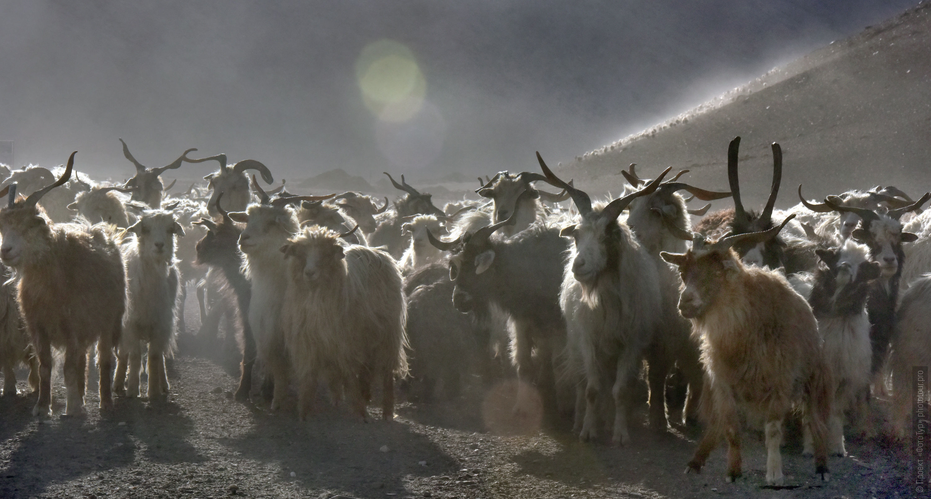 Ladakh goats and sheep, Ladakh women’s tour, August 31 - September 14, 2019.