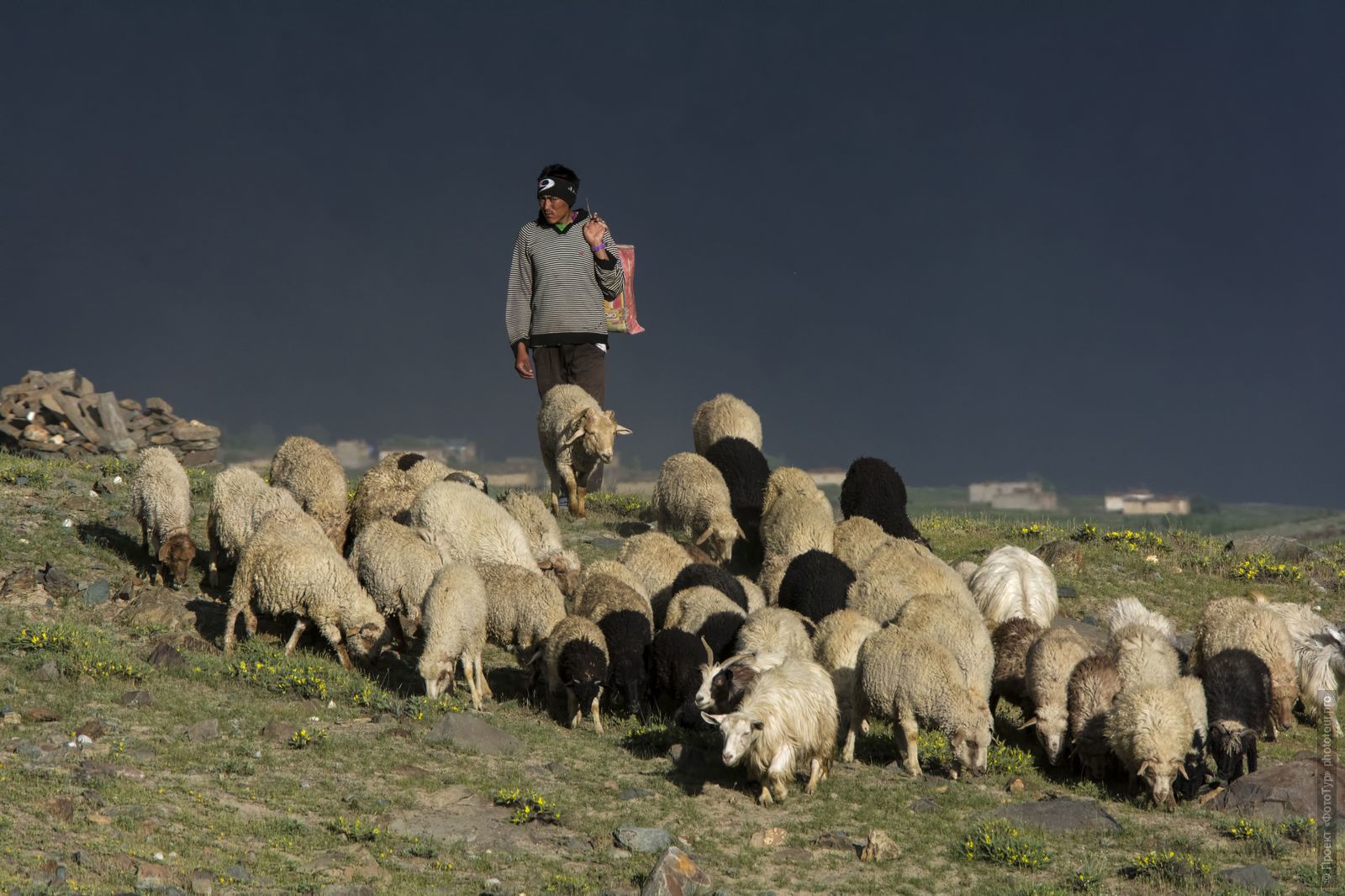 Пастух со стадом овец в Занскаре, Гималаи, Северная Индия.