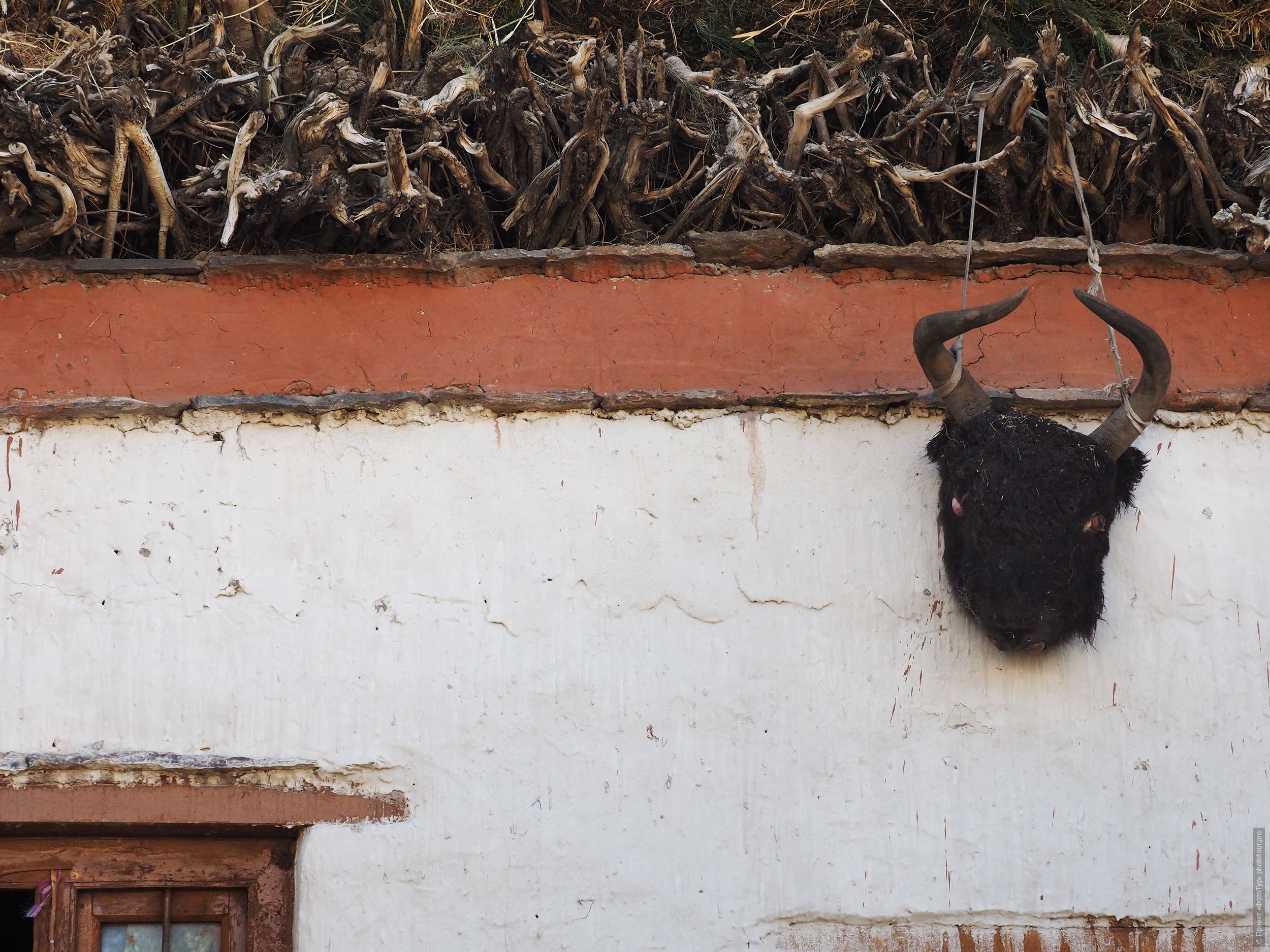 Мумифизированная голова яка на стене дома в Сани, Падум, Занскар.