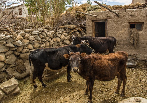 Коровы во дворе тибетского дома в Ладакхе, тур по Малому Тибету.