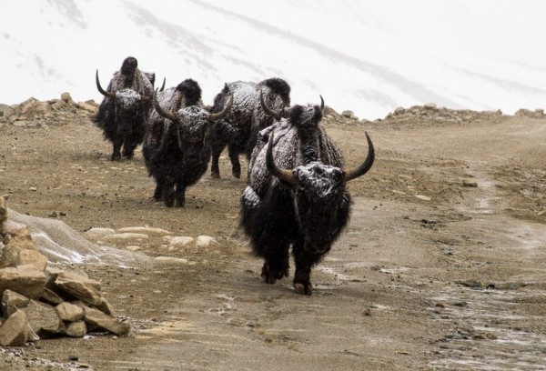 Заснеженные тибетские яки в верховьях долины нубры. Долина Нубра.