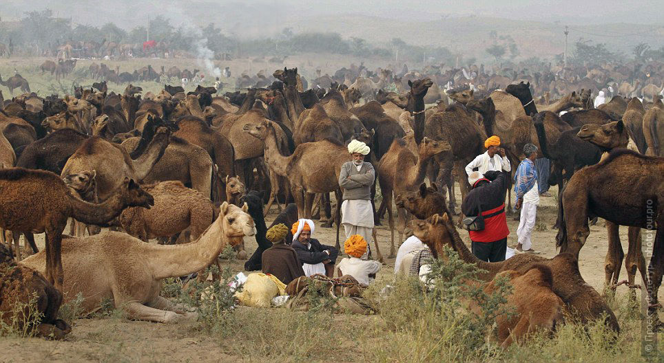 Ярмарка верблюдов Пушкар Мела в Раджастане. Фототур на Пушкар Мела в Индию.