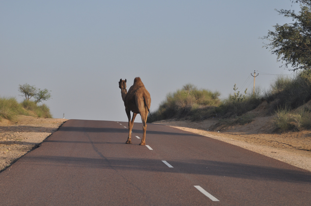 Фототур в Джалсалмейр. Верблюд на дороге в Джалсалмейр. Джалсалмейр+фото.